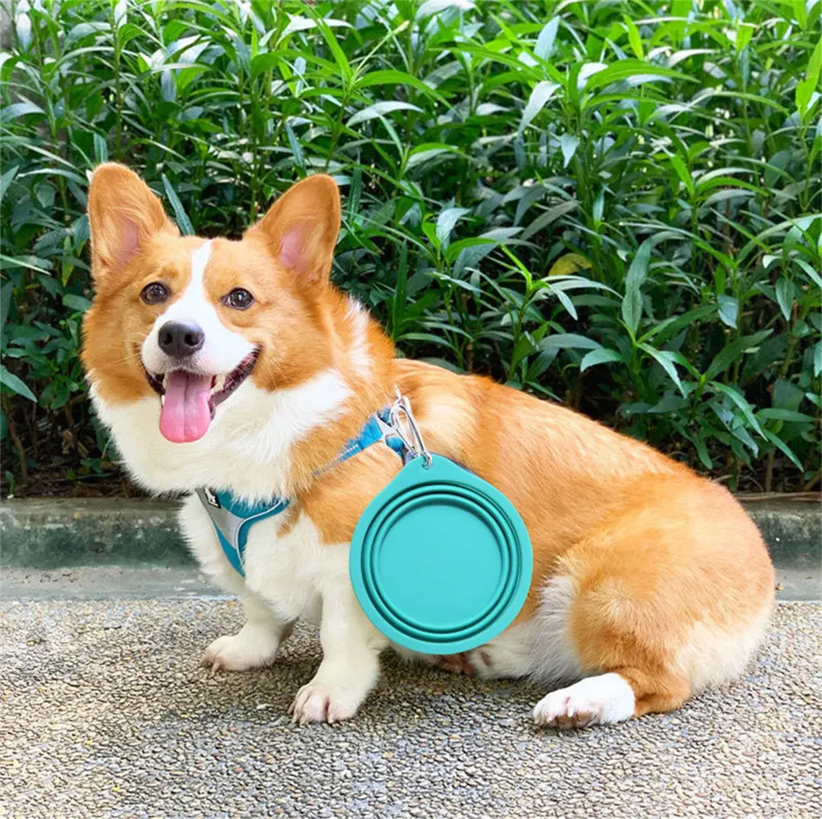 Collapsible / Retractable Pet Bowl - Large, Small, Dogs, Cats
